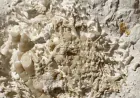 66-million-year-old vomit found by amateur fossil hunter