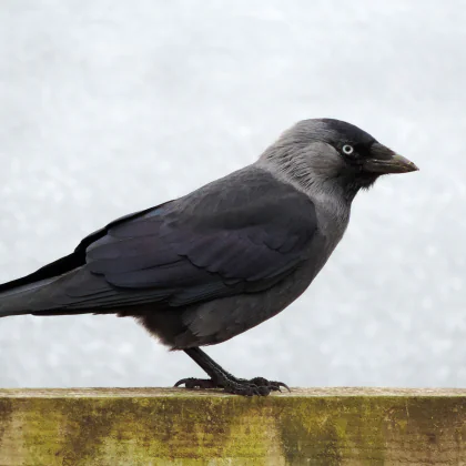 Crow