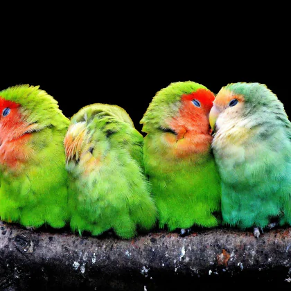 Parrot